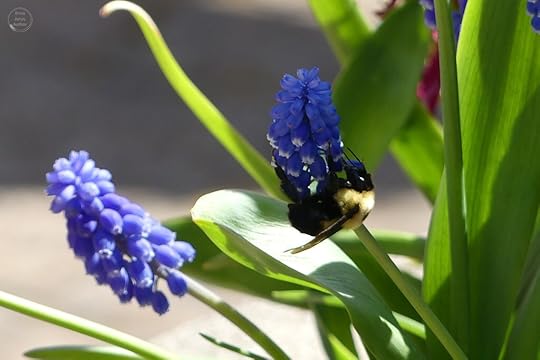A bumblebee collecting nectar from blue flowers in a garden.