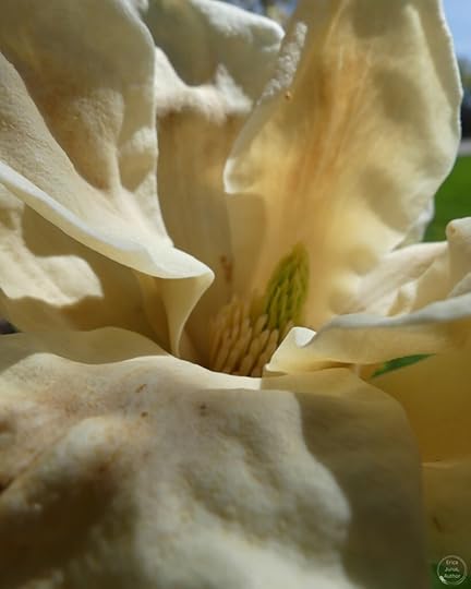 Close-up of a creamy white magnolia flower, showcasing its delicate petals and green stigma.