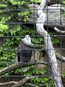 Ethan the bald eagle from Lincoln Park Zoo. He suffered a wing injury and can no longer fly.