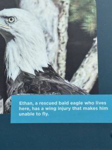 The sign outside Ethan's enclosure with his story. It's pretty much what I wrote for his photo