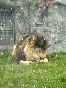 a male lion gnawing on a veery large bone
