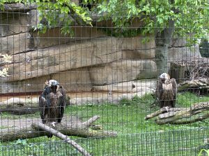 two Cinereous vultures. they have some type of inner eyelid that's white and when they close them, they look like eerie zombie vultures