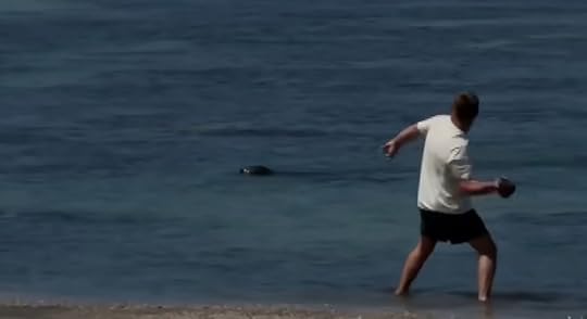 Tourist who threw huge rock at seal gives reason