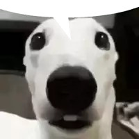 a close up of a dog 's face with a white speech bubble behind it