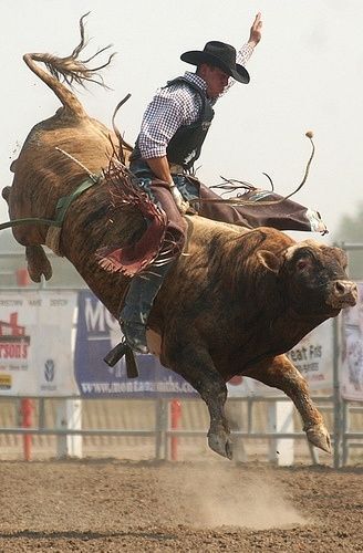 This may contain: a man riding on the back of a brown bull