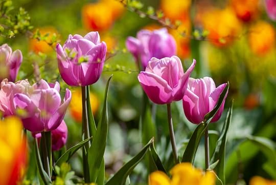 Pink and orange daffodils