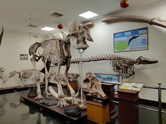Glimpses from the Skeletal Gallery in Palayam, Trivandrum, Kerala