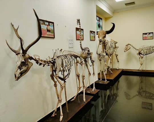 Animal Skeletons from Natural History Museum
