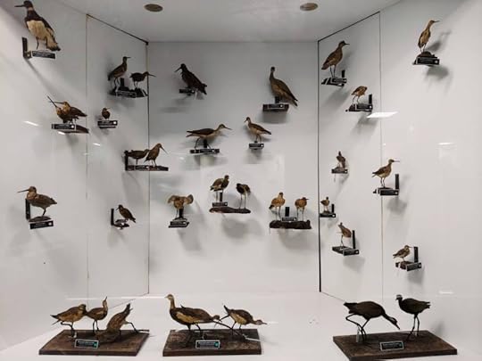 Dead stuffed birds - taxidermy at display in Natural History Museum, Palayam