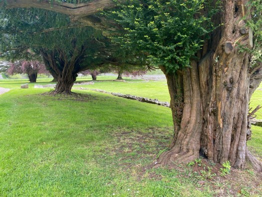 yew trees in the greenwood