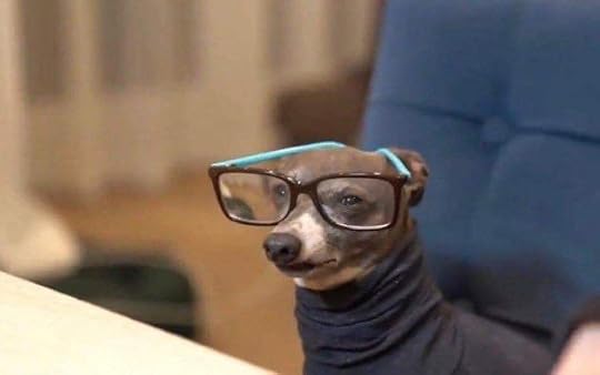 dog with glasses humorous meme