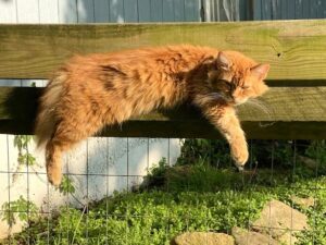 Long-haired orange cat sprawled along a fence board