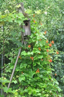 Scarrlet runner bean plant flowering