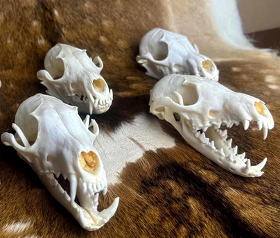 animal skulls
