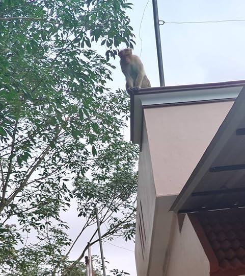 Monkeys eyeing the leftovers - a scene from Amboori
