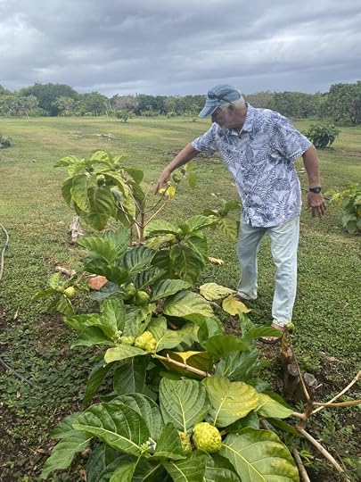 Steve showing us the Noni plant on his family farm