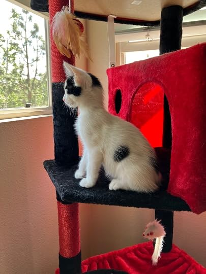 a very small black and white kitten sits on a cat tree platform, gazing out the window. The kitten is mostly white with a very round black spot on his side, and a little cap of black around his white ears.