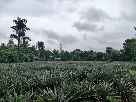 A Pineapple Farm Near the Iringole Kavu