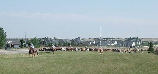 cattle drive for Cheyenne Frontier Days