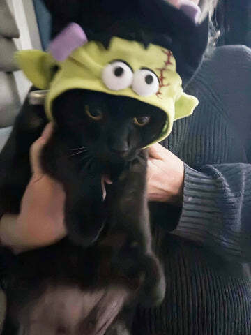 Black cat in Halloween costume