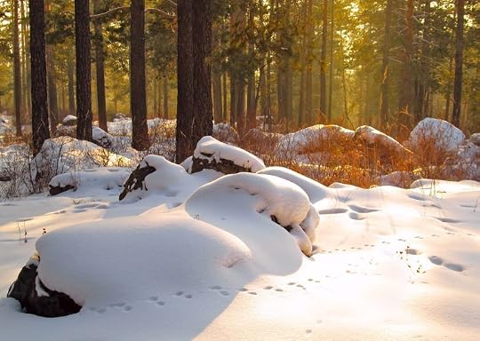 Snowdrift in the woods