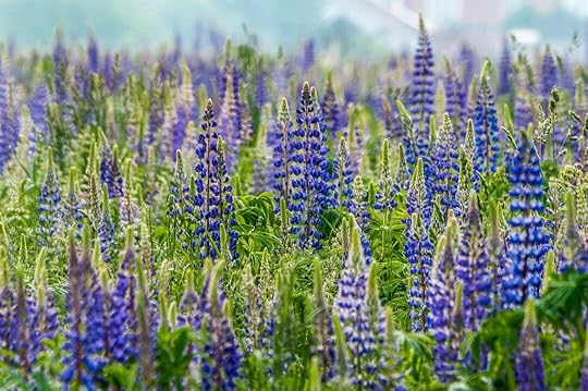 purple flower field during daytime