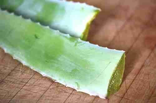 Fresh aloe vera is often used on wounds and sunburn
