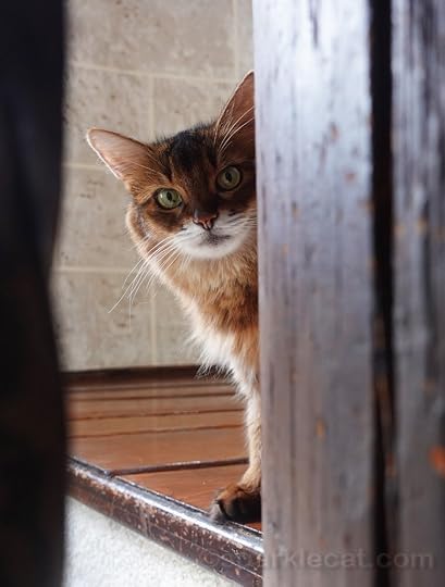 The afternoon light in the turret is perfect, so Summer's human photographs her up and down the turret stairs in a playful session.