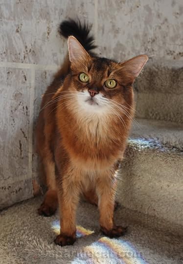 Lively Somali cat on turret stairs