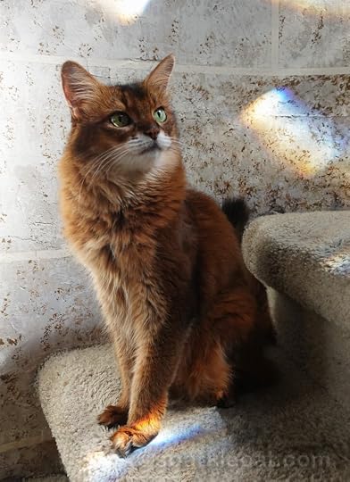 Somali cat sitting on stairs and looking up