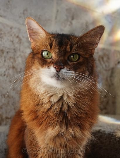 Portrait of a Somali cat on turret stairs