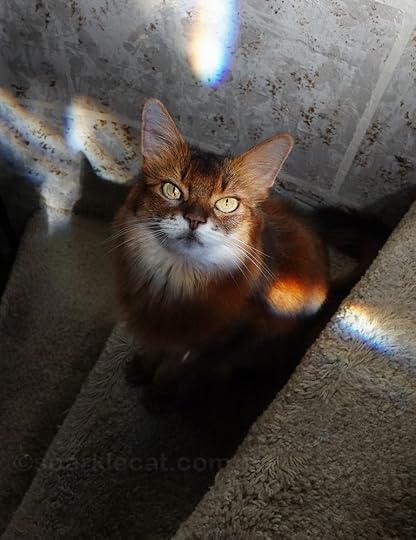 Somali cat on turret stairs, photographed from above