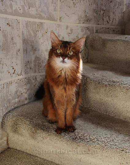 Perky Somali cat on turret steps