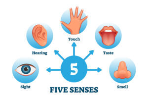 Illustration labeled Five Senses shows a numeral 5 in the center with arrows pointing 5 directions. Each arrow points at an image within a blue circle. Images from left to right are an eye for sight, an ear for hearing, had hand for touch, a tongue for taste and a nose for smell.