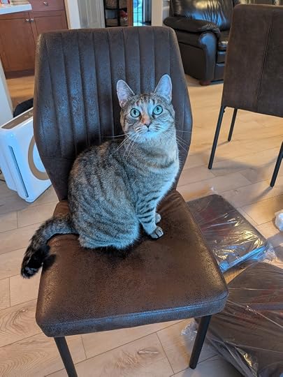 Freya, a tortoiseshell tabby, sitting curiously on a new faux-leather kitchen chair. A second chair is dismantled on the ground next to her