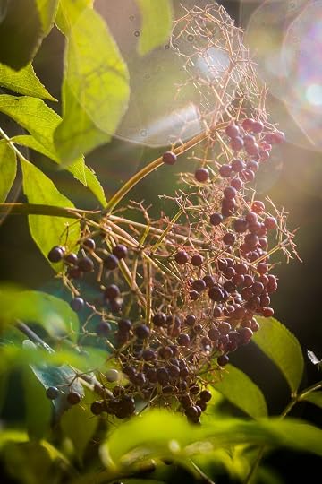 a close up of a bunch of berries on a tree