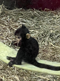 baby black crested mangabey named Sullivan, pretending to eat some straw