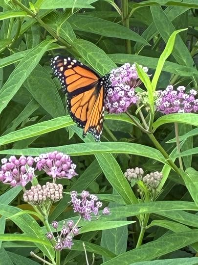 a monarch butterfly feeding on swamp milkweed, small clusters of pale pink flowers with darker pink undersides