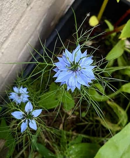 love-in-a-mist