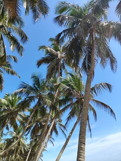 A coconut tree grove near the Puthenthoppu Beach
