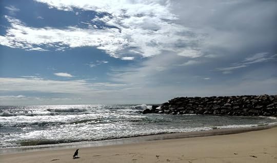 A crow, Muthalapozhi Beach