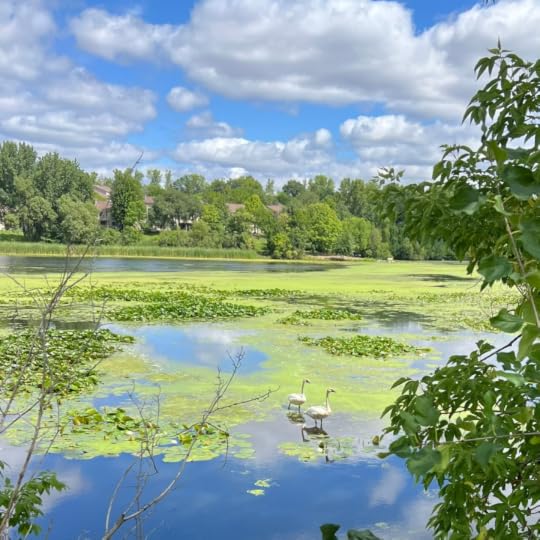 A neighborhood lake with lily pads, two swans, and leafy trees beneath a partly cloudy blue sky. Houses line the far shore.