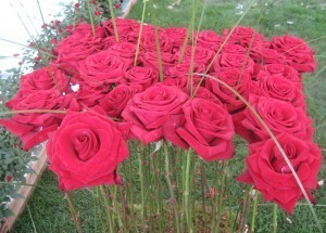 A group of red roses in a garden.