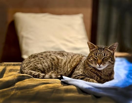 Big tabby cat half dozing on a blue blanket