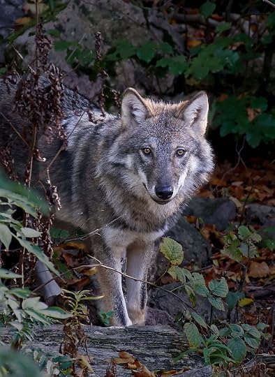 gray wolf in the weeds
