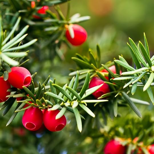 yew branch