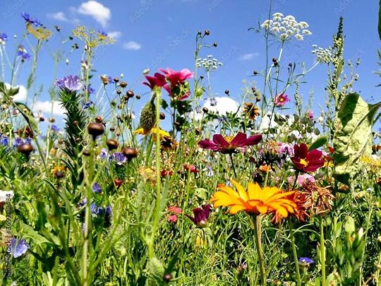 meadow with a lot of colorful flowers