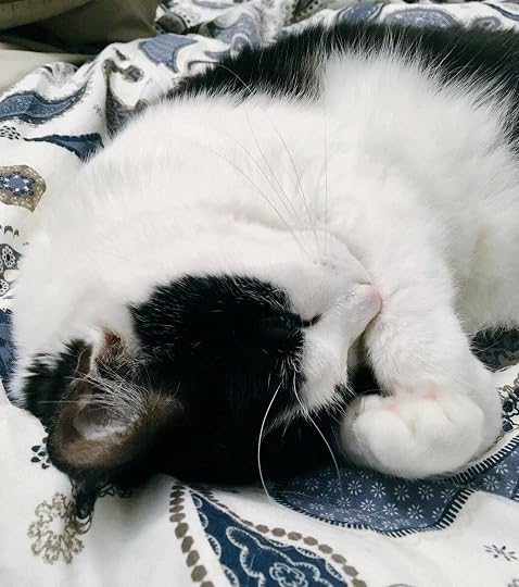 Devon the Cat, 2012-2026