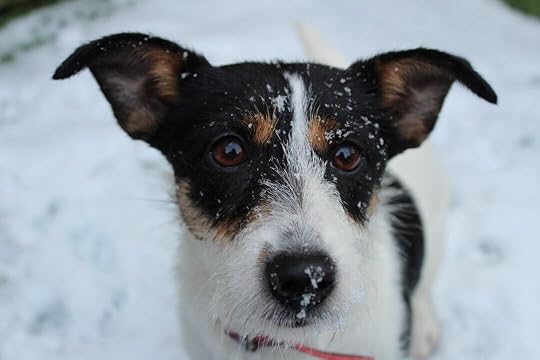 black white and brown short coated dog on snow covered ground during daytime