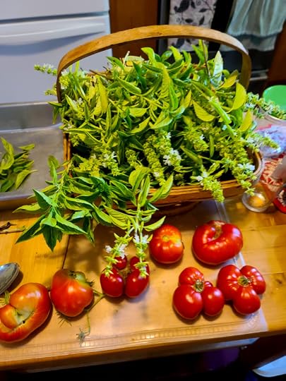 Middling woven wood basket stuffed overflowing with basil plants. Ugly tomatoes in foreground. 